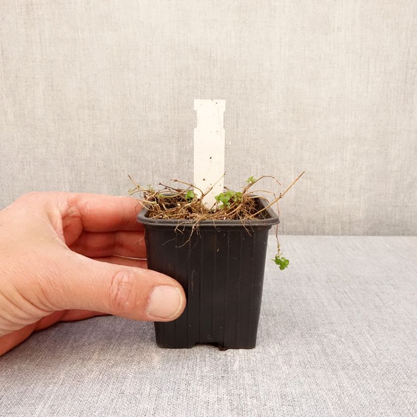 Example of Veronica filiformis - Véronique filiforme Godet de 8/9 cm as you get in printemps