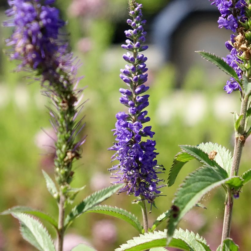 Veronica longifolia Blauriesin - Véronique à grandes feuilles (Floraison)