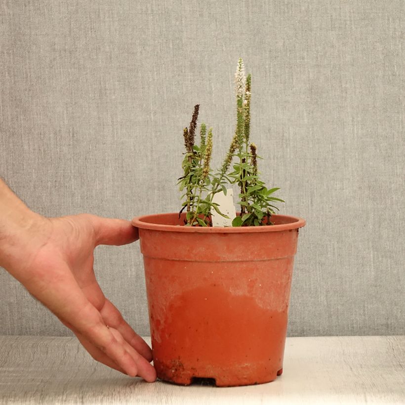 Spécimen de Veronica longifolia First Lady - Véronique à longues feuilles Pot de 2L/3L tel que livré en été