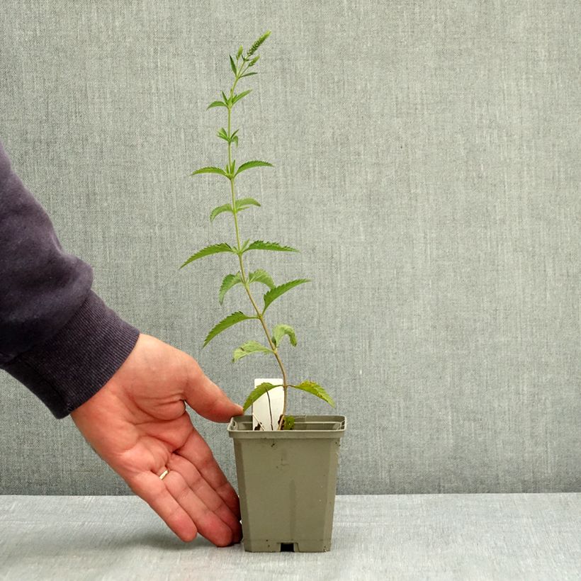 Spécimen de Veronica longifolia Lila Karina - Véronique à longues feuilles Godet de 8/9 cm tel que livré en été