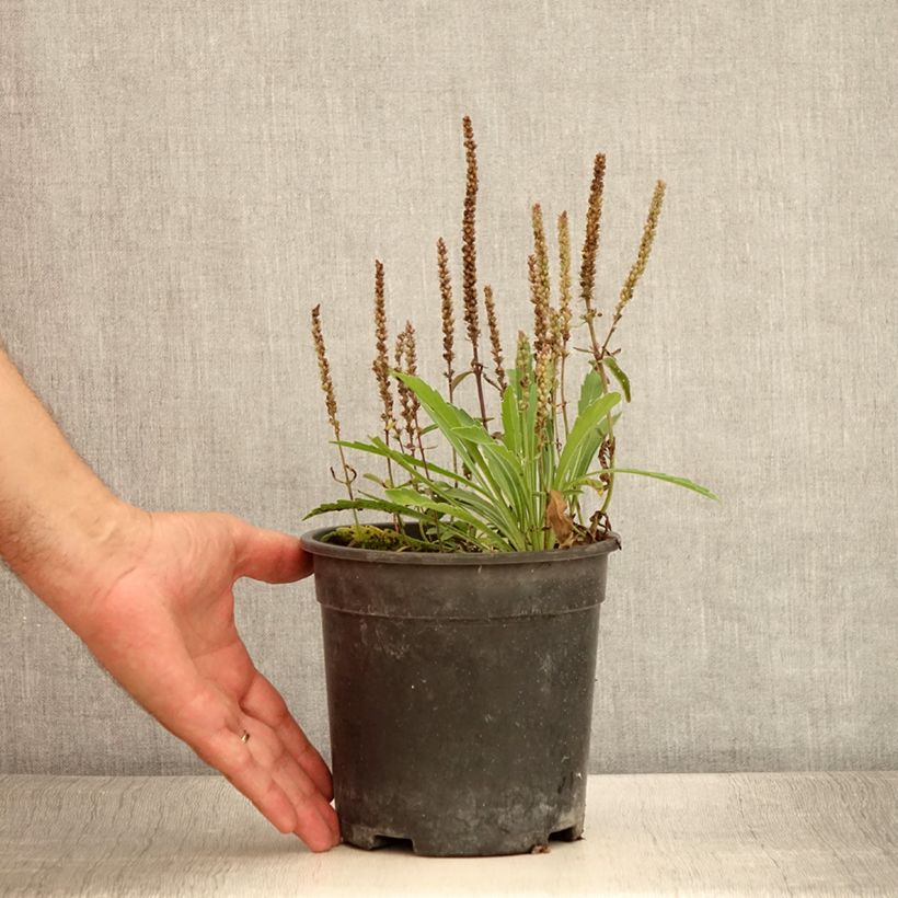 Spécimen de Veronica spicata Baby Blue - Véronique en épis Pot de 2L/3L tel que livré en été