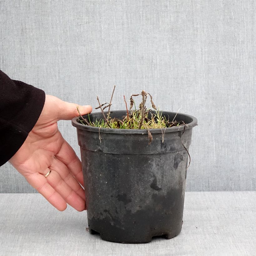 Example of Veronica spicata Baby Blue - Véronique en épis Pot de 2L/3L as you get in hiver