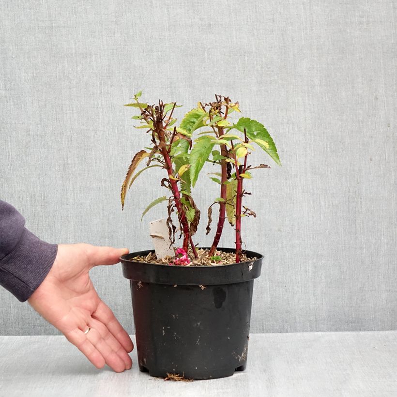 Spécimen de Veronica spicata First Love - Véronique Pot de 1,5L/2L tel que livré en automne
