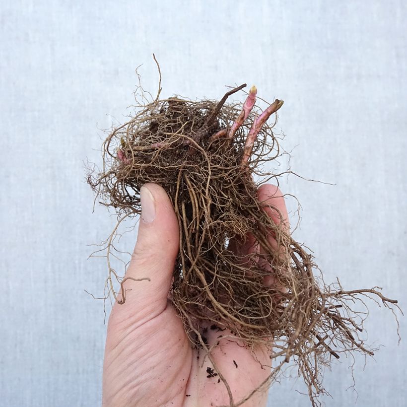 Example of Veronica spicata First Love - Véronique Racines nues, Qualité Extra équivalant à un pot de 2L as you get in hiver