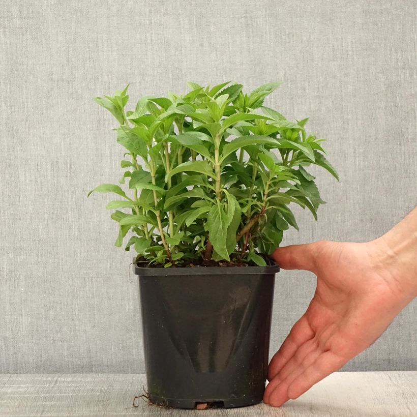 Example of Veronica spicata Royal Candles - Véronique en épis Pot de 1,5L/2L as you get in printemps