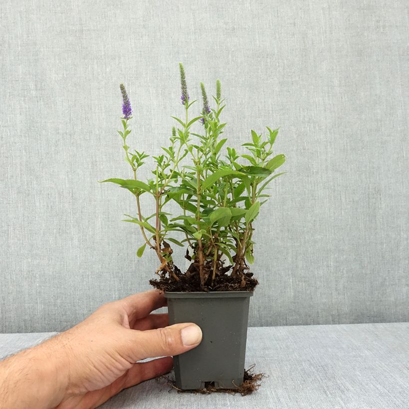 Spécimen de Veronica spicata Ulster Dwarf Blue - Véronique en épis Godet de 8/9 cm tel que livré en été