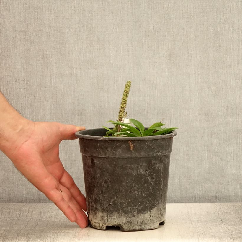 Spécimen de Veronica spicata Ulster Dwarf Blue - Véronique en épis Pot de 2L/3L tel que livré en été