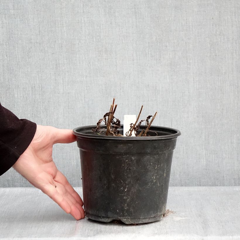 Example of Veronica spicata Ulster Dwarf Blue - Véronique en épis Pot de 2L/3L as you get in hiver