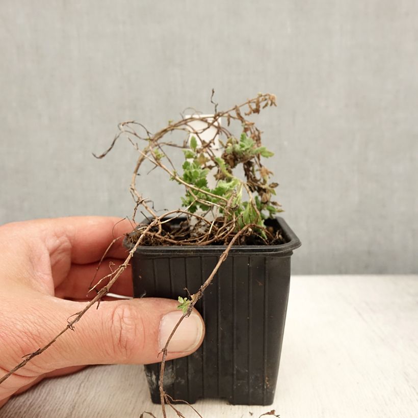 Example of Veronica surculosa - Véronique drageonnante Godet de 7/8 cm as you get in printemps