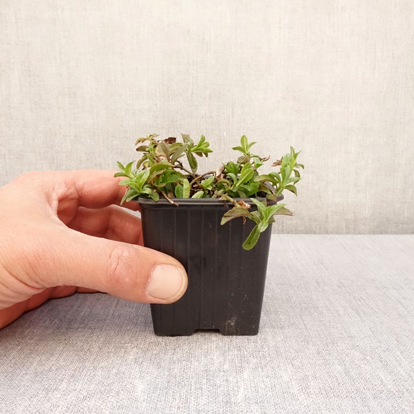 Example of Veronica x cantiana Kentish Pink - Véronique Godet de 8/9 cm as you get in printemps