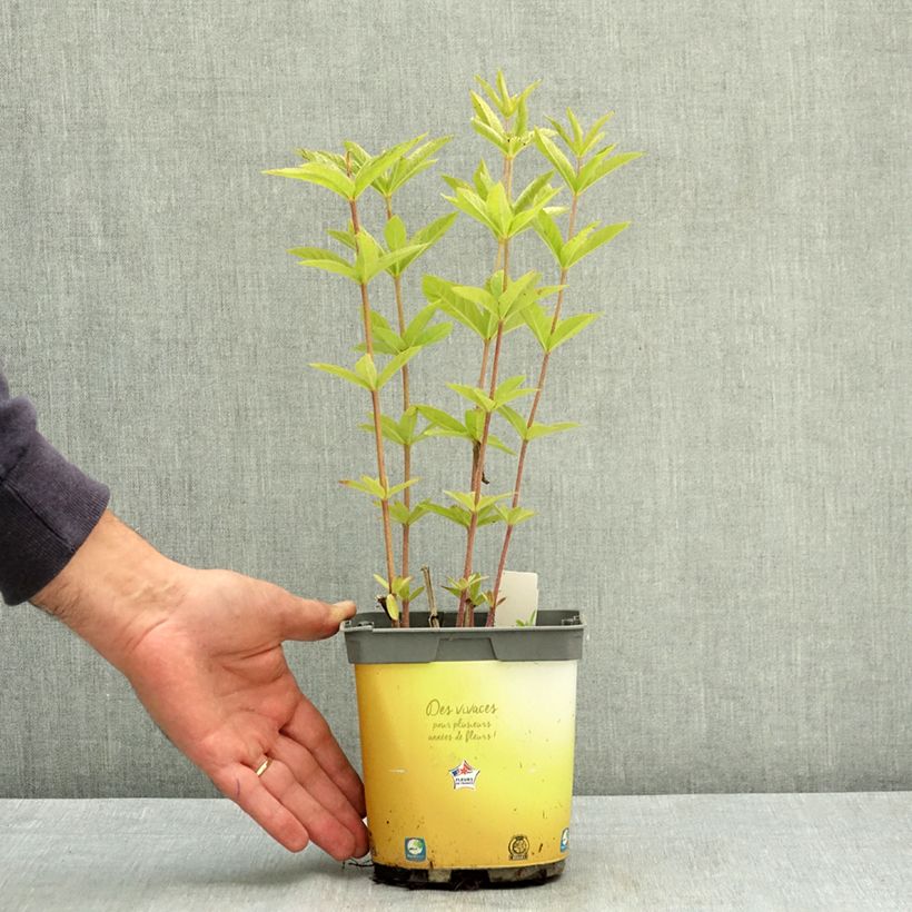 Spécimen de Veronicastrum virginicum Adoration - Véronique de Virginie Pot de 2L/3L tel que livré en été