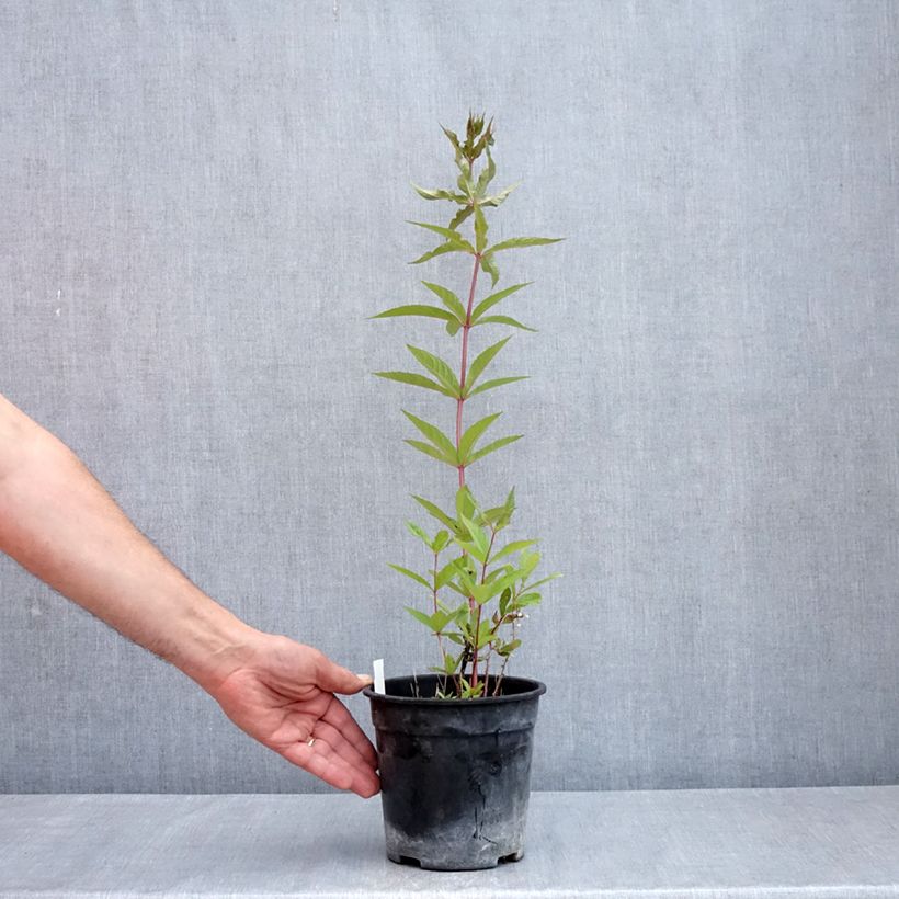 Example of Veronicastrum virginicum Adoration - Véronique de Virginie Pot de 2L/3L as you get in printemps