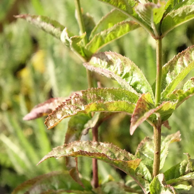 Veronicastrum virginicum Cupid - Véronique Cupid (Foliage)