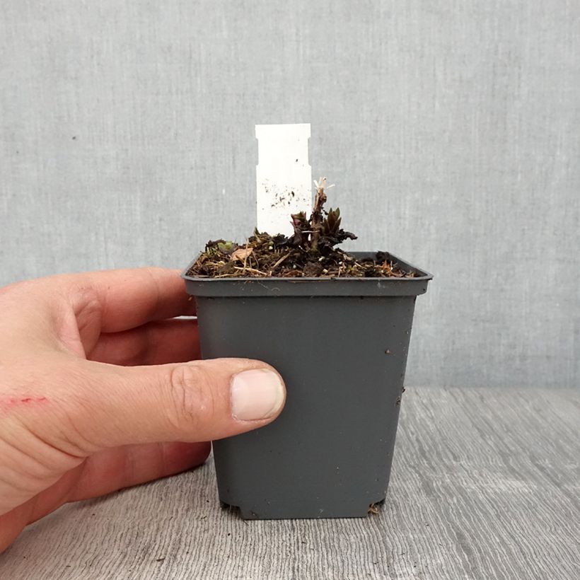 Example of Veronicastrum virginicum Diana - Véronique de Virginie Godet de 8/9 cm as you get in printemps