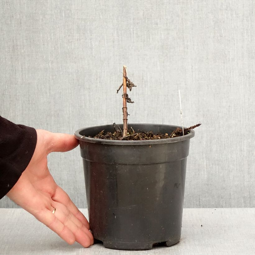 Example of Veronicastrum virginicum Fascination - Véronique de Virginie Pot de 2L/3L as you get in printemps