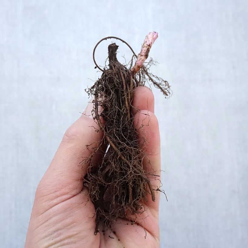 Example of Veronicastrum virginicum Fascination - Véronique de Virginie Racines nues, Qualité Extra équivalant à un pot de 2L as you get in hiver