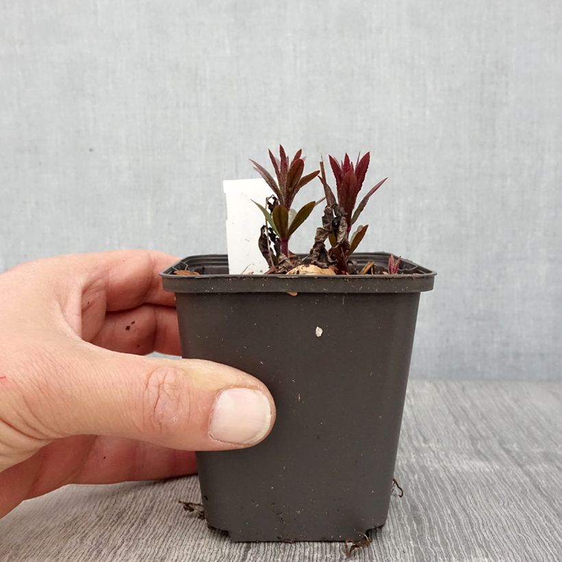 Example of Veronicastrum virginicum Kleine Erika - Véronique de Virginie Godet de 8/9 cm as you get in printemps