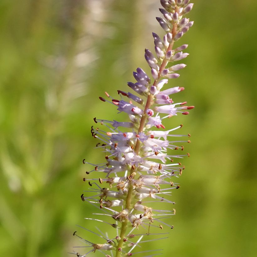 Veronicastrum virginicum Lavendelturm - Véronique de Virgine lavande pâle (Flowering)