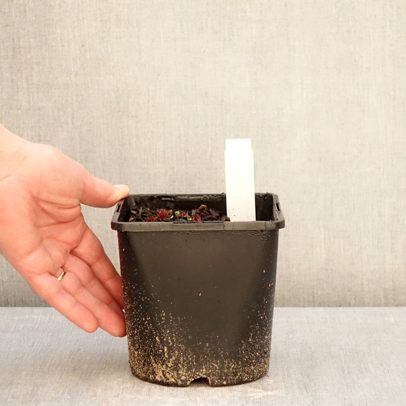 Example of Veronicastrum virginicum Lavendelturm - Véronique de Virgine lavande pâle Pot de 2L/3L as you get in hiver