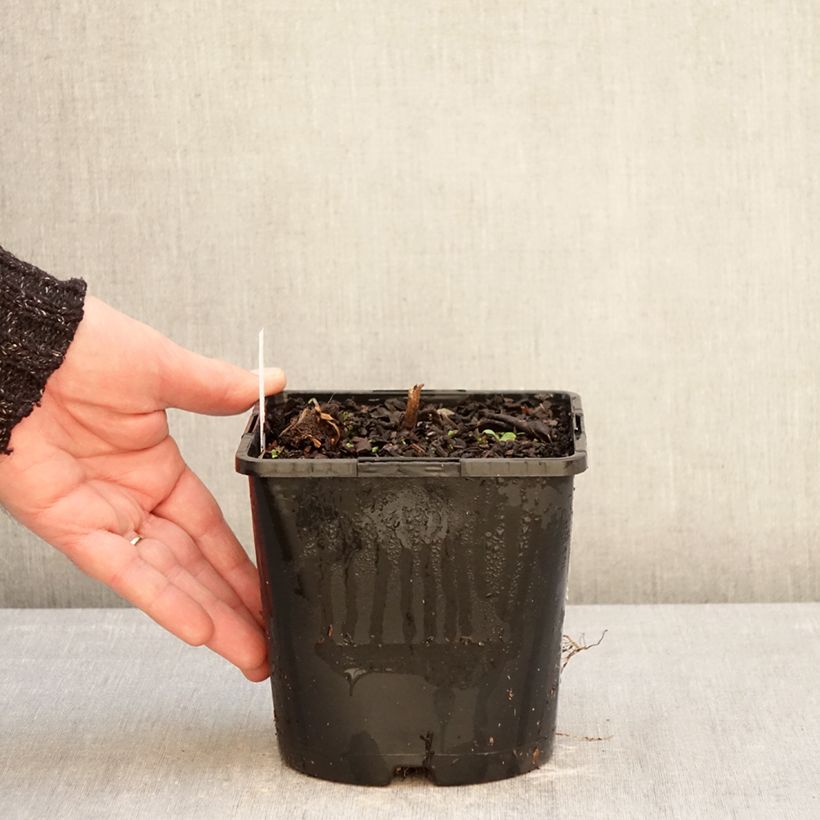 Example of Veronicastrum virginicum Pink Glow - Véronique de Virgine rose Pot de 2L/3L as you get in hiver