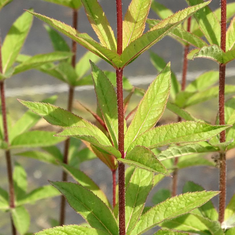 Véronique Apollo - Veronicastrum virginicum Apollo (Feuillage)