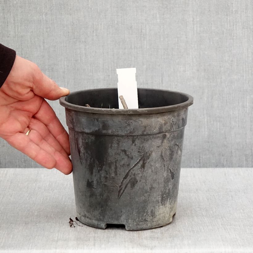 Example of Véronique Apollo - Veronicastrum virginicum Apollo Pot de 2L/3L as you get in printemps