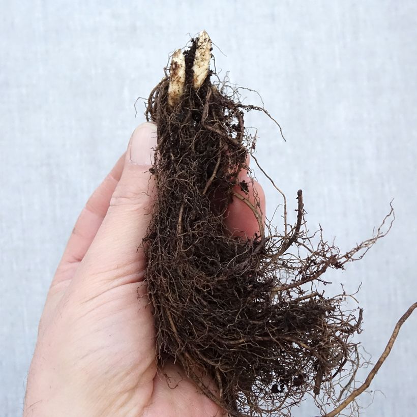 Example of Véronique Apollo - Veronicastrum virginicum Apollo Racines nues, Qualité Extra équivalant à un pot de 2L as you get in hiver