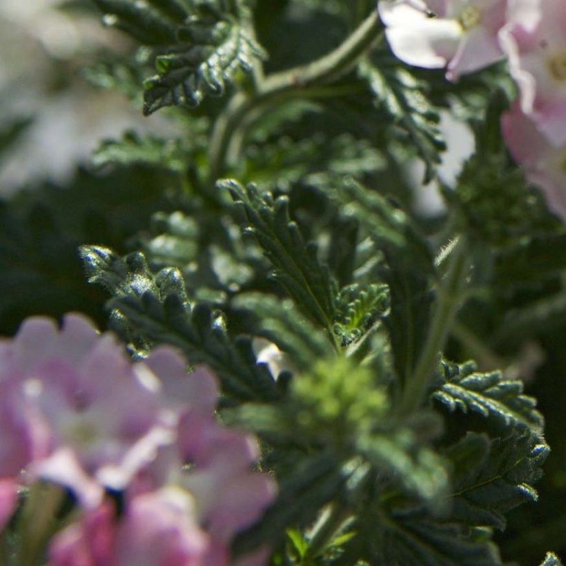 Verveine Estrella Pink Ballet (Foliage)