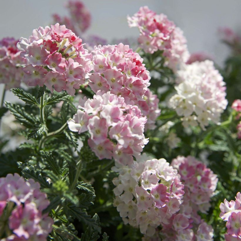 Verveine Estrella Pink Ballet (Flowering)