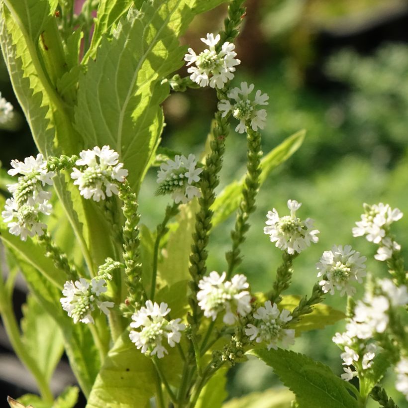 Verveine hastée White Spires - Verbena hastata White Spires (Floraison)
