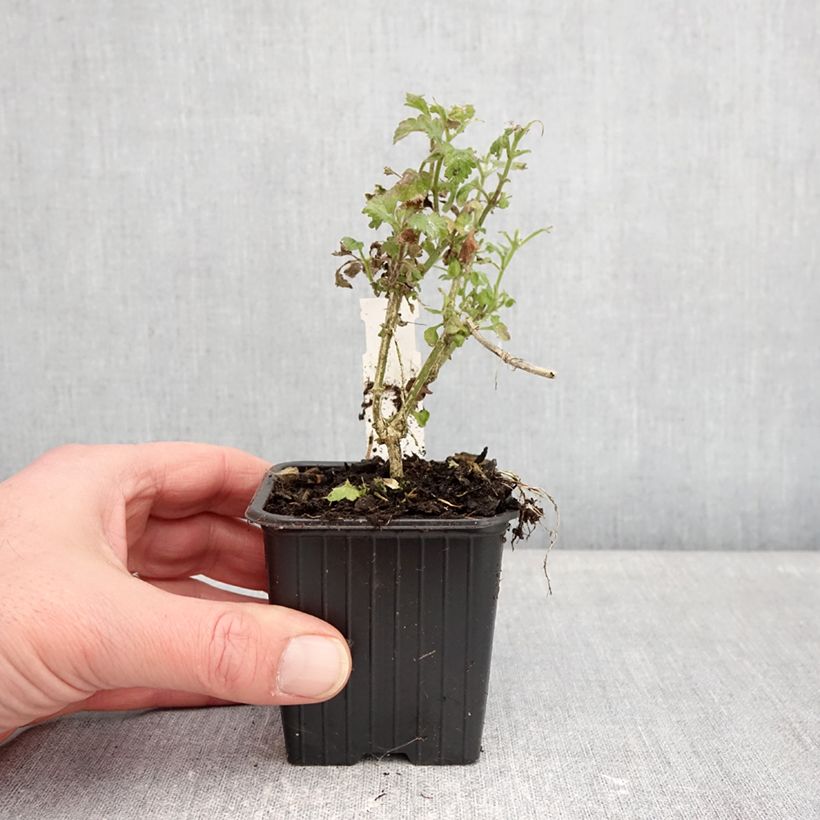 Spécimen de Verveine Pink Parfait Godet de 8/9 cm tel que livré en hiver