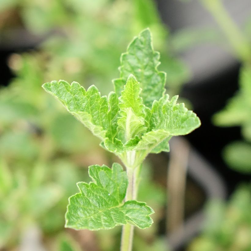 Verveine Seabrook's Lavender (Feuillage)