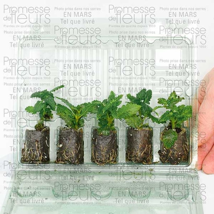 Exemple de spécimen de Verveine Star dreams lilas Mini-motte Ø 3/4 cm, Plant vert de 5 à 10 cm de haut tel que livré