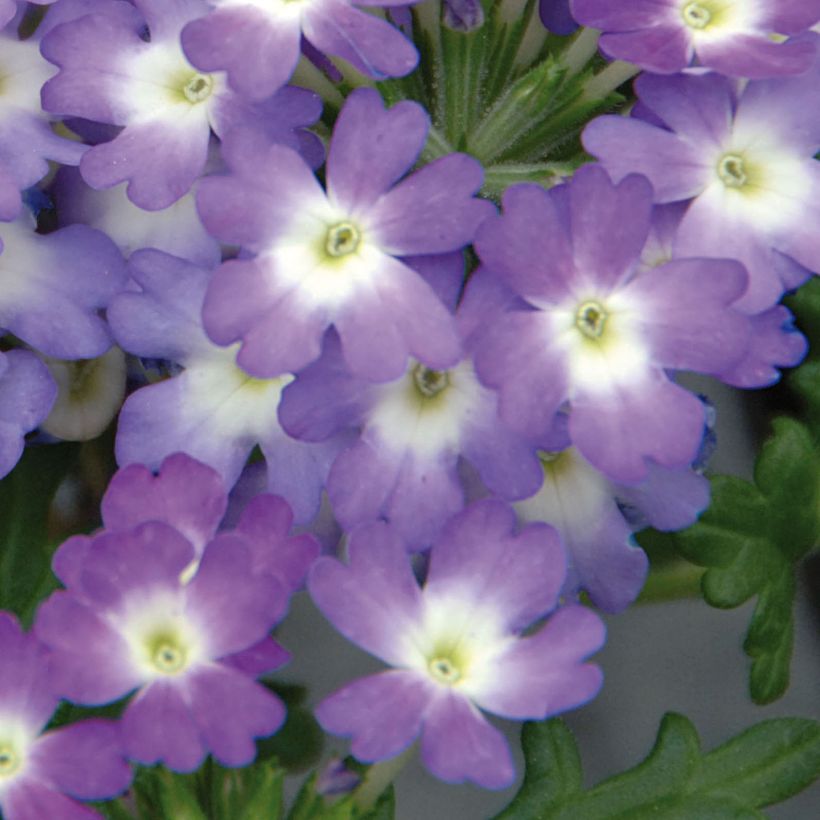 Verveine Lavender White (Flowering)