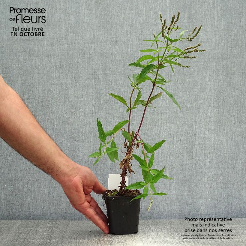 Spécimen de Verveine - Verbena hastata Godet de 8/9 cm tel que livré en automne