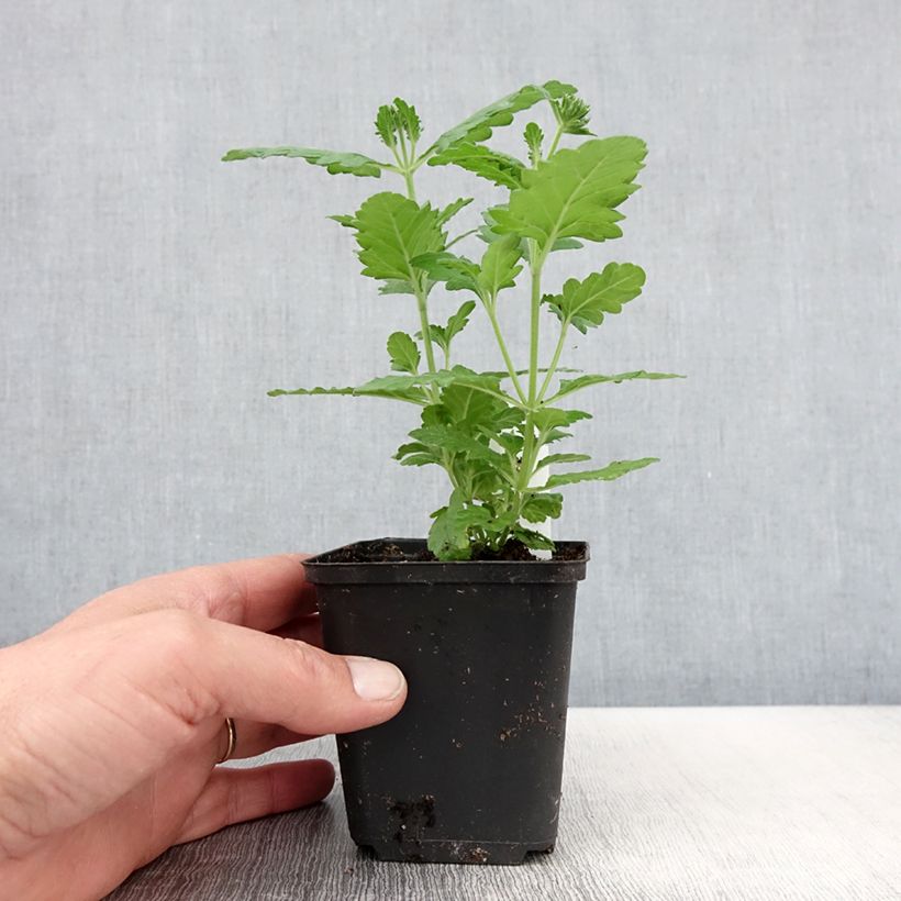 Example of Verveine Virgo Lavender Star Godet de 8/9 cm as you get in printemps