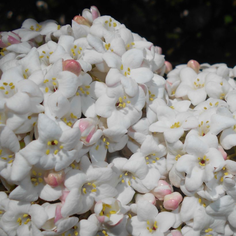 Viorne - Viburnum (x) carlcephalum  (Flowering)