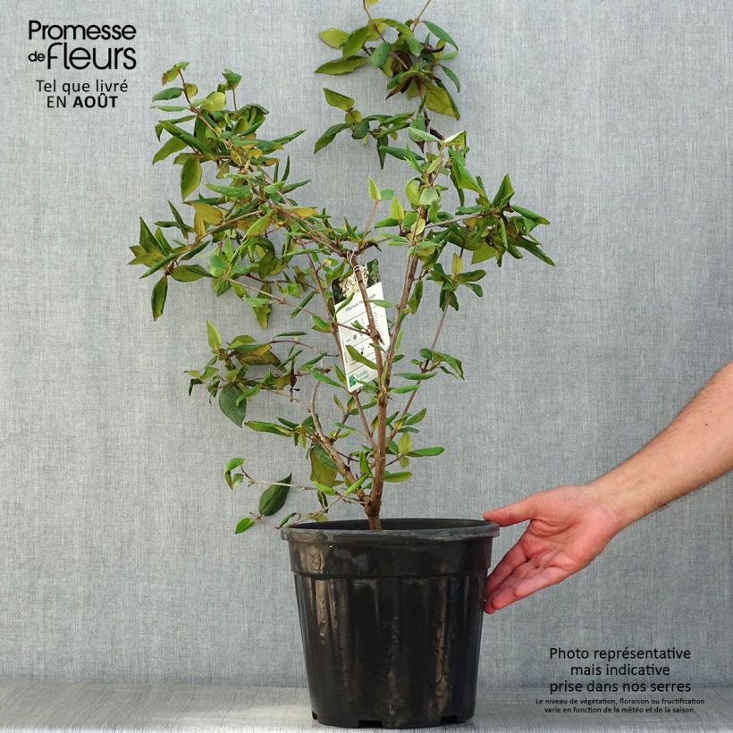 Spécimen de Viburnum burkwoodii - Viorne de Burkwood Pot de 7,5L/10L tel que livré en été