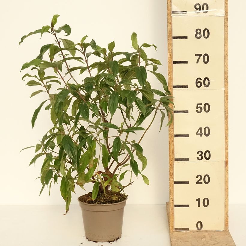 Example of Viburnum cylindricum - Viorne à fleurs tubulaires Pot de 4L/5L as you get in printemps