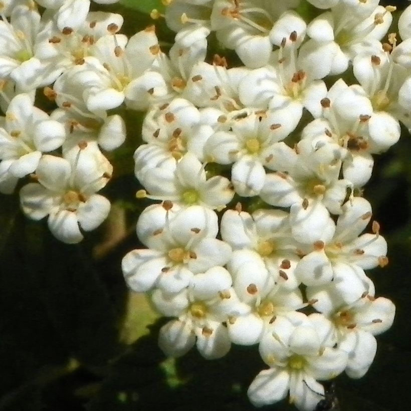 Viorne lantane -  Viburnum lantana (Flowering)