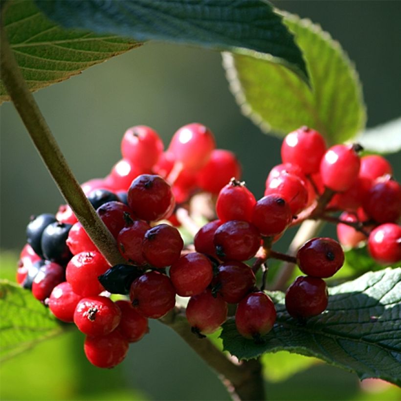 Viorne lantane -  Viburnum lantana (Harvest)
