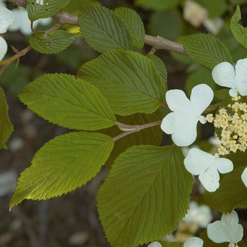 Viorne de Chine - Viburnum plicatum Mariesii (Foliage)