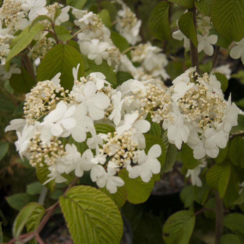 Viorne de Chine - Viburnum plicatum Shasta (Flowering)