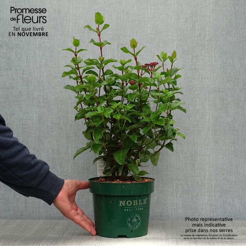 Spécimen de Viburnum tinus Lisarose - Laurier-tin rose Pot de 3L/4L tel que livré en automne