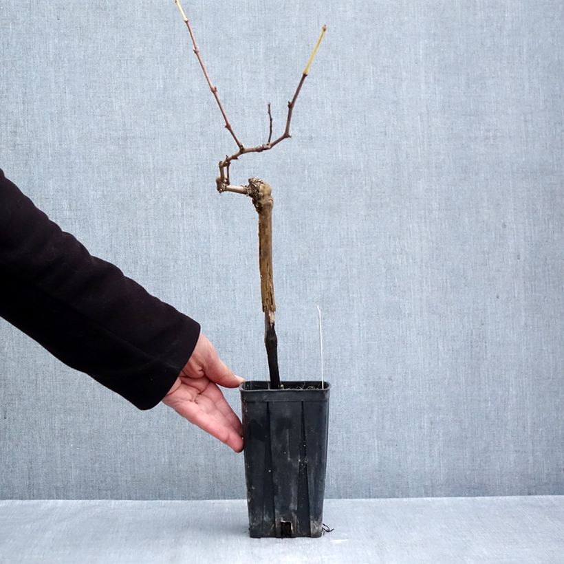 Spécimen de Vigne Albarossa - Vitis vinifera Pot de 1,5L/2L tel que livré en automne