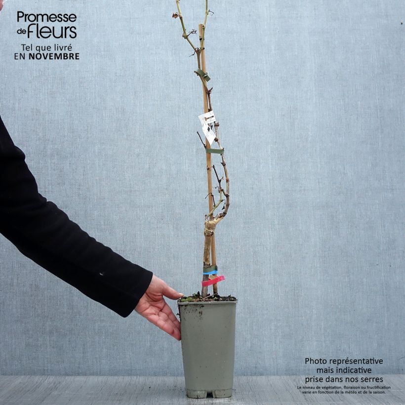Spécimen de Vigne Alphonse Lavallée - Vitis vinifera  Pot de 1,5L/2L tel que livré en automne