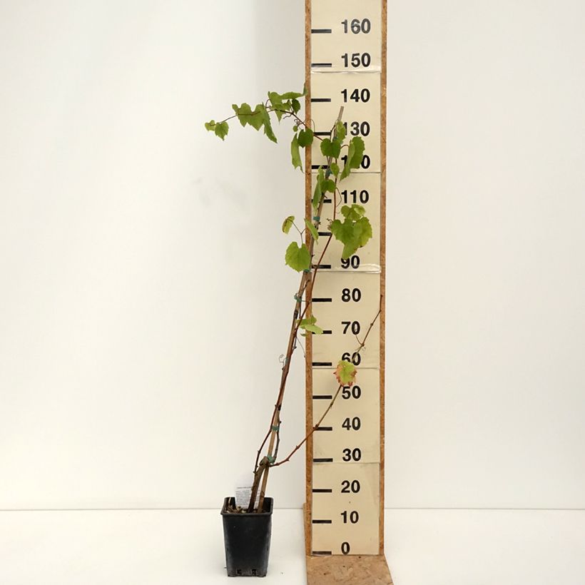 Spécimen de Vigne Alphonse Lavallée - Vitis vinifera  Pot de 3L/4L tel que livré en été