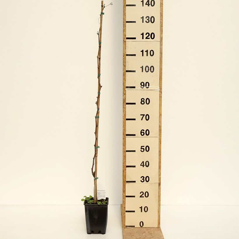 Example of Vigne Alphonse Lavallée - Vitis vinifera  Pot de 3L/4L as you get in printemps