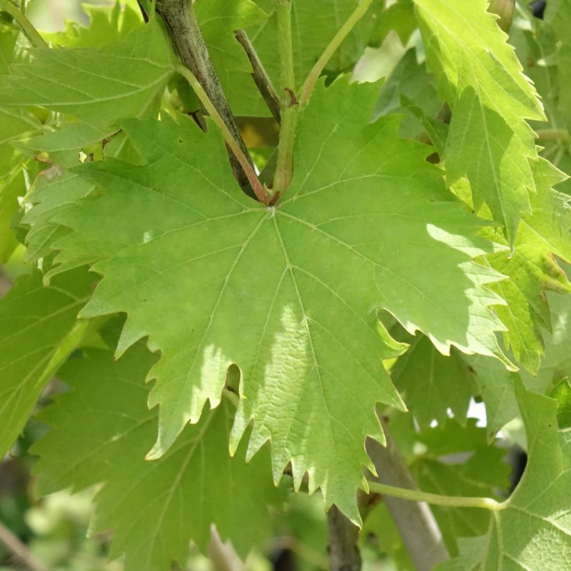 Vigne Ampelia Amandin (Foliage)