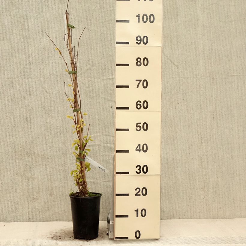 Example of Vigne Amurensis - Vigne du fleuve Amour Pot de 3L/4L as you get in printemps